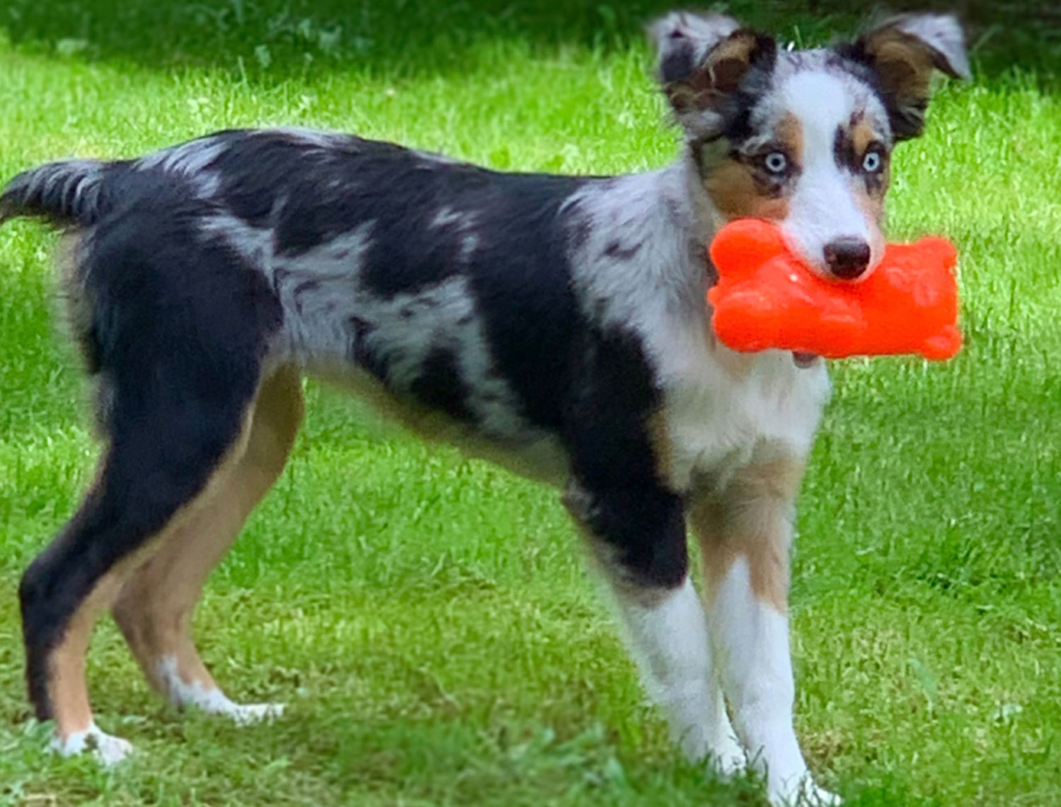 RuffDawg Gummy Bear - treat-filled toy