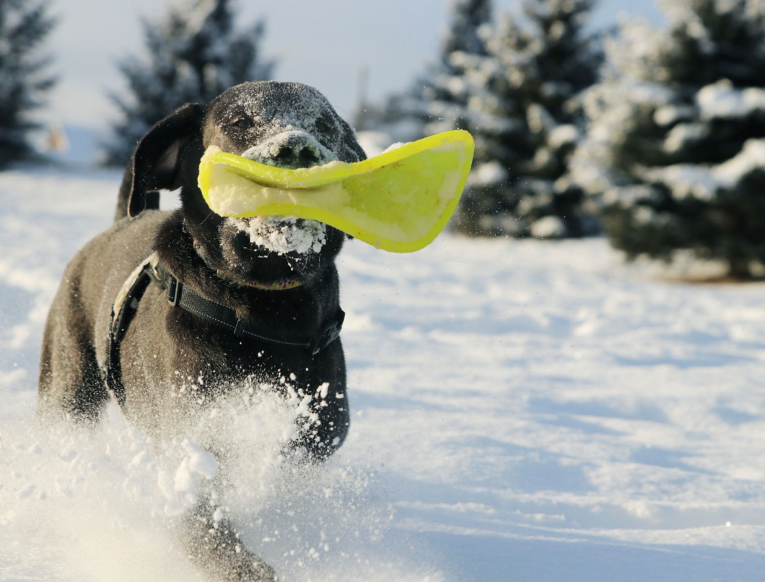 RuffDawg K9 Flyer - flying disc