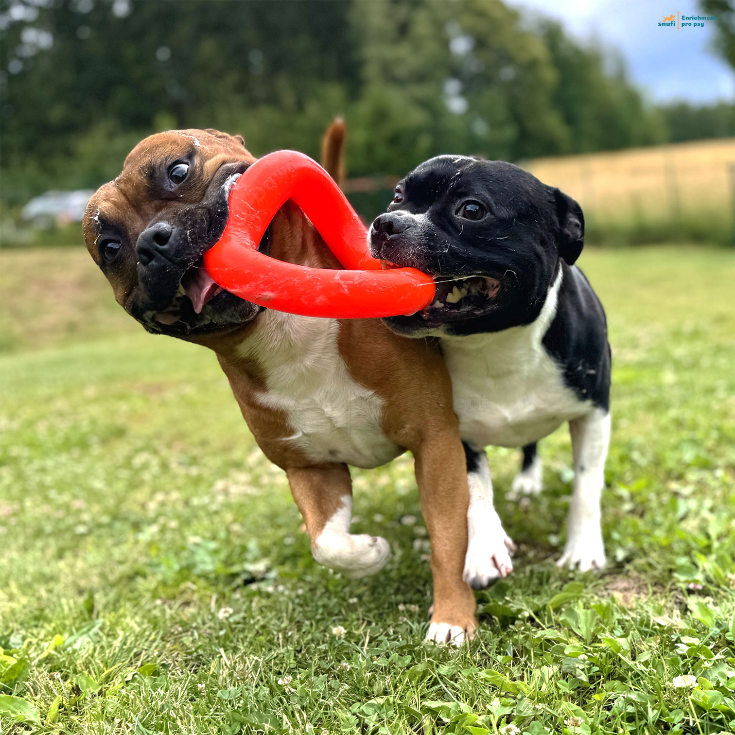 Ruff Dawg Ring - kruh